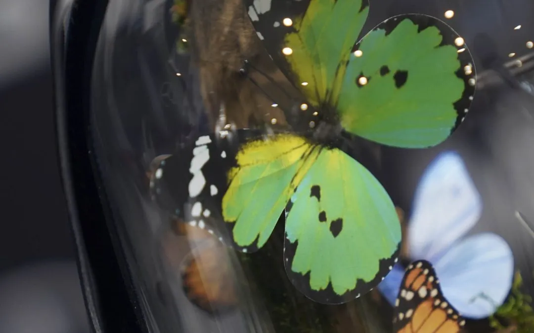 กิจกรรม Butterfly Glass Dome